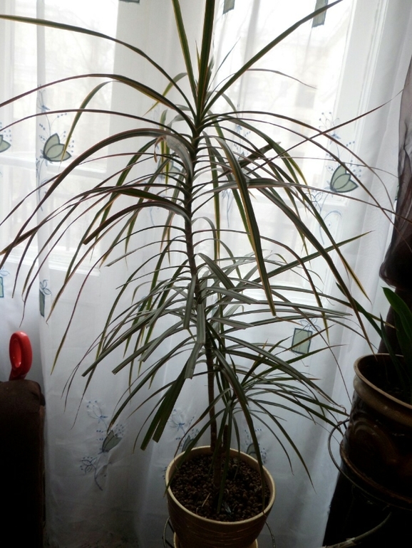 Что за цветочки? Подскажите...