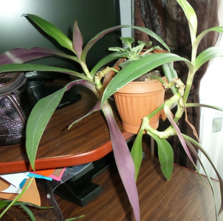 Что за цветочки? Подскажите...