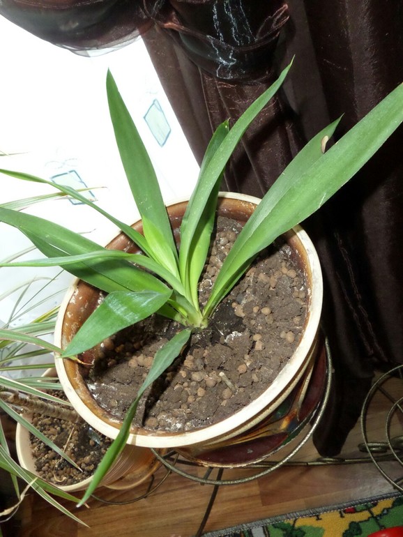 Что за цветочки? Подскажите...