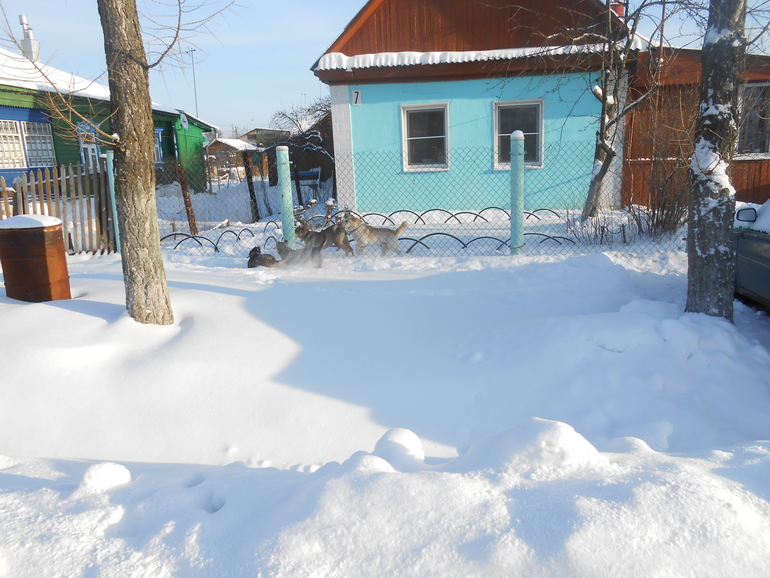 Прививка АДС