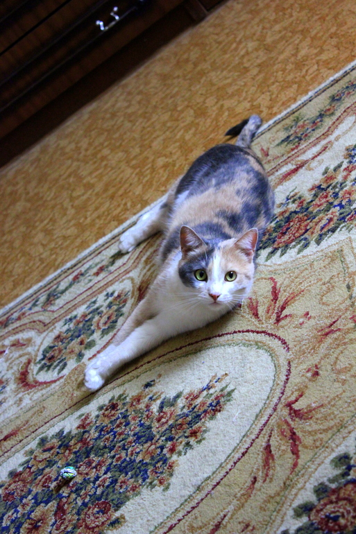 трехцветная пушистая мурлыкающая писечка