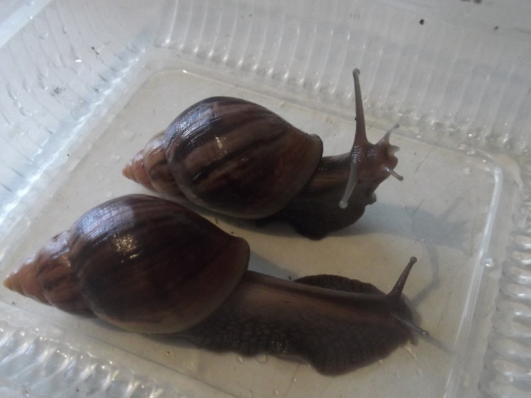 Любимые ахатины и кроль