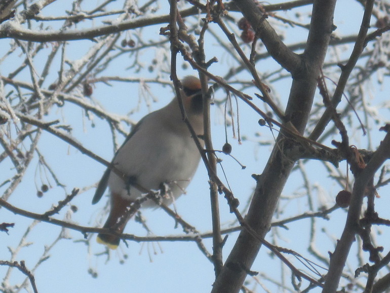 А у нас вот такие птицы за окном! Радостно! Весна!