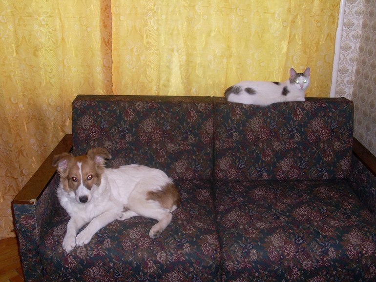 наши девочки