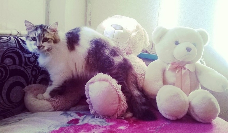 Домашний зверинец :)