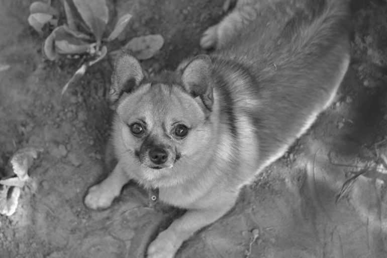 Контрольное задание № 19. Делаем черно-белое фото в Photoshop