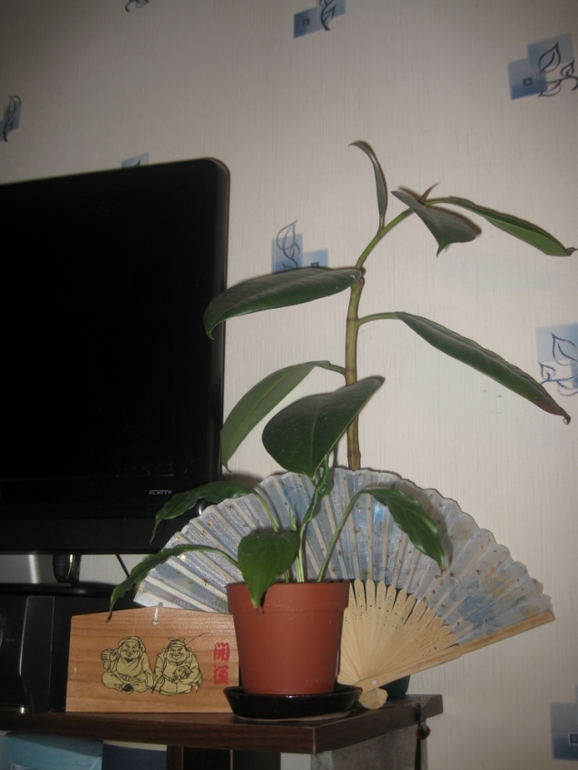 ББ повсюду-вещи на память