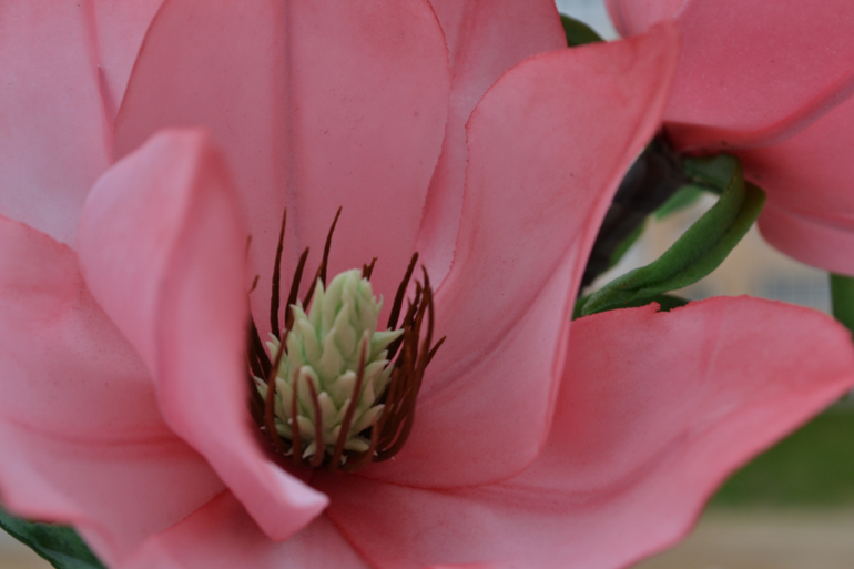 Магнолия......