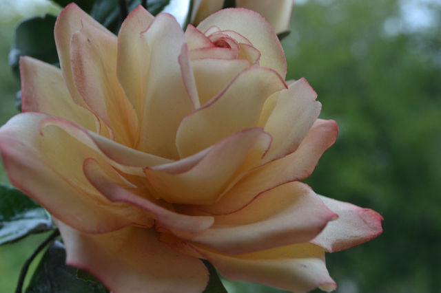 Роза глория...