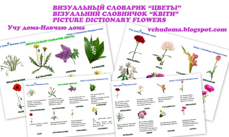 Визуальный словарик "Цветы", Візуальний словничок "Квіти", Picture dictionary "Flowers"