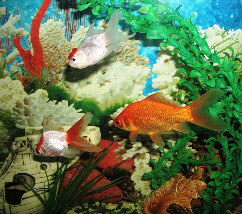 Первые шаги в фотографии