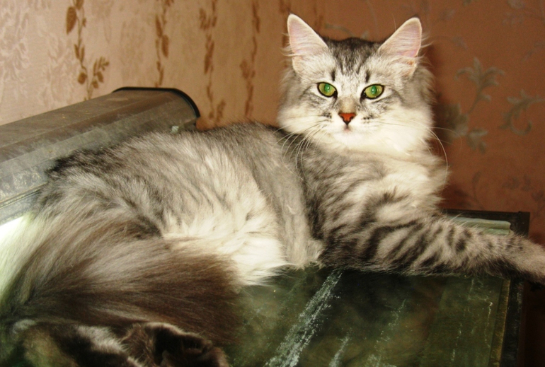 Немного Моти)
