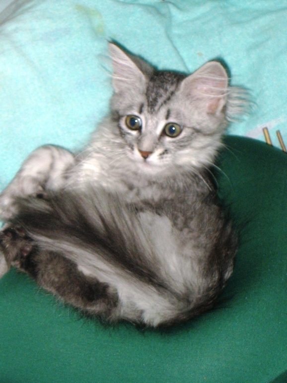 Знакомьтесь: Мотильда или просто Мотя