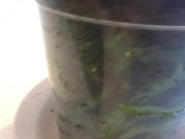 Гниет стебель