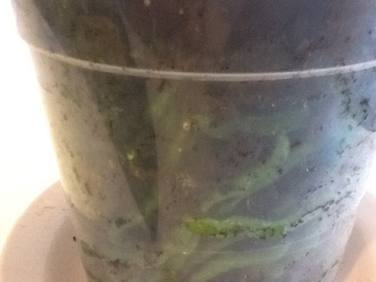 Гниет стебель