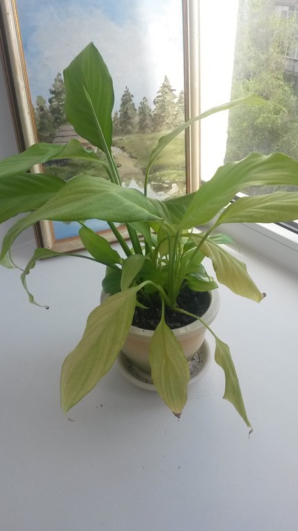 Что с листьями???