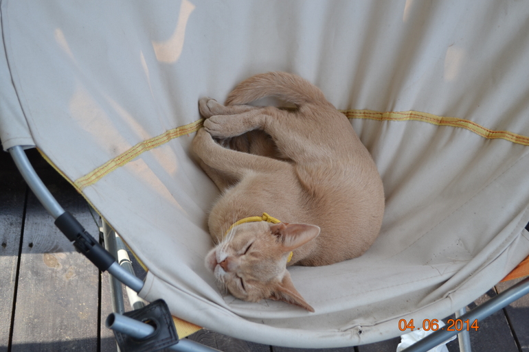 Что с котом?