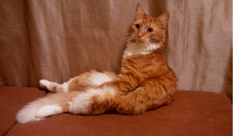 Кот-катастрофа(