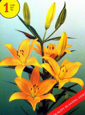 Лилии для подмосковья