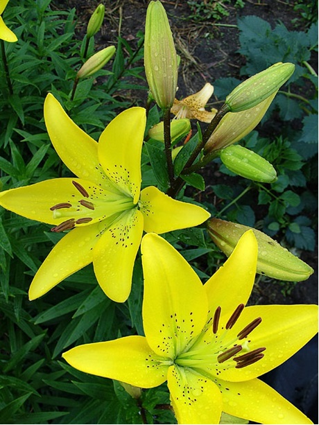 Лилии для подмосковья