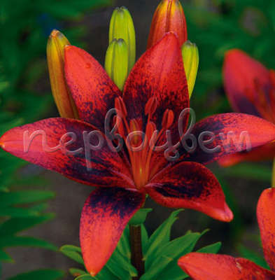 Лилии для подмосковья