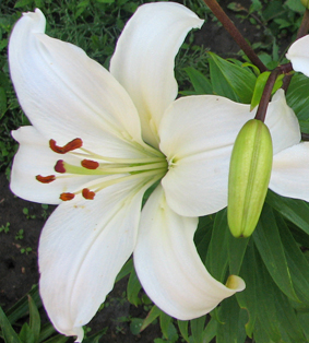 Лилии для подмосковья