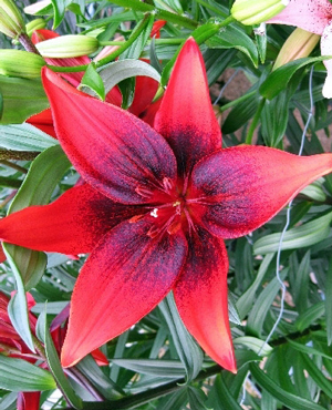 Лилии для подмосковья