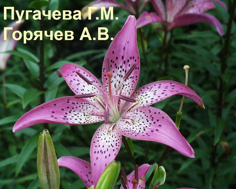 Лилии для подмосковья