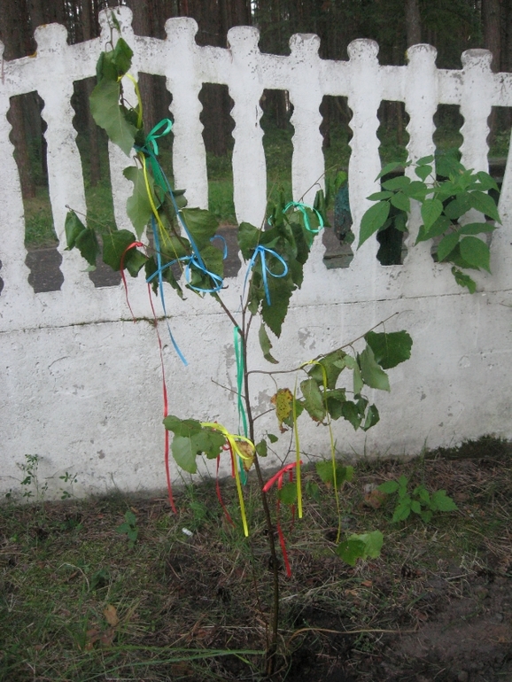 Деревянная годовщина свадьбы!