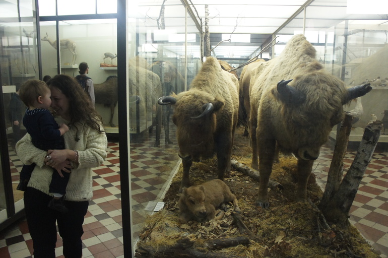 Зоологический музей МГУ или поход в музей годовалого Льва