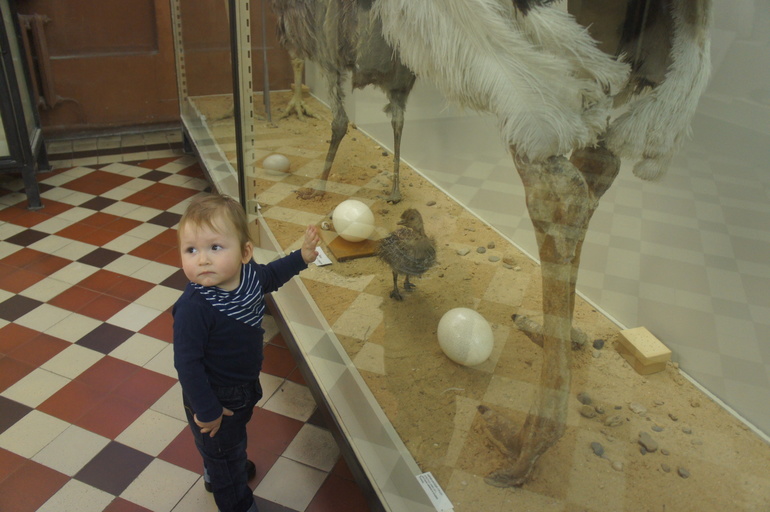 Зоологический музей МГУ или поход в музей годовалого Льва