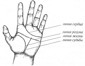 Что значит, если линия жизни на ладони раздваивается в конце