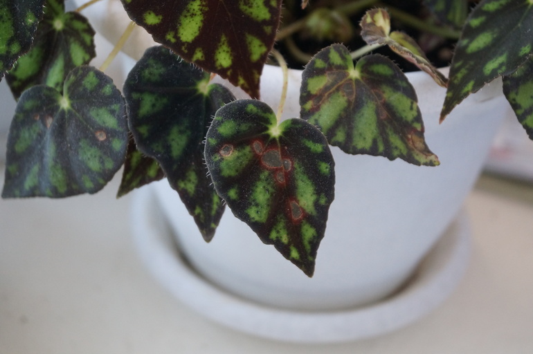 Что с листьями?