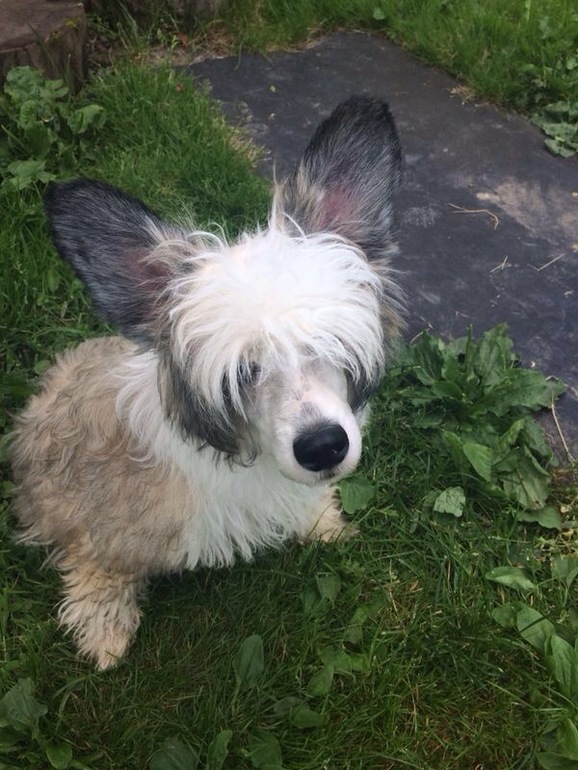 Найден КХС (пуховый) кобель