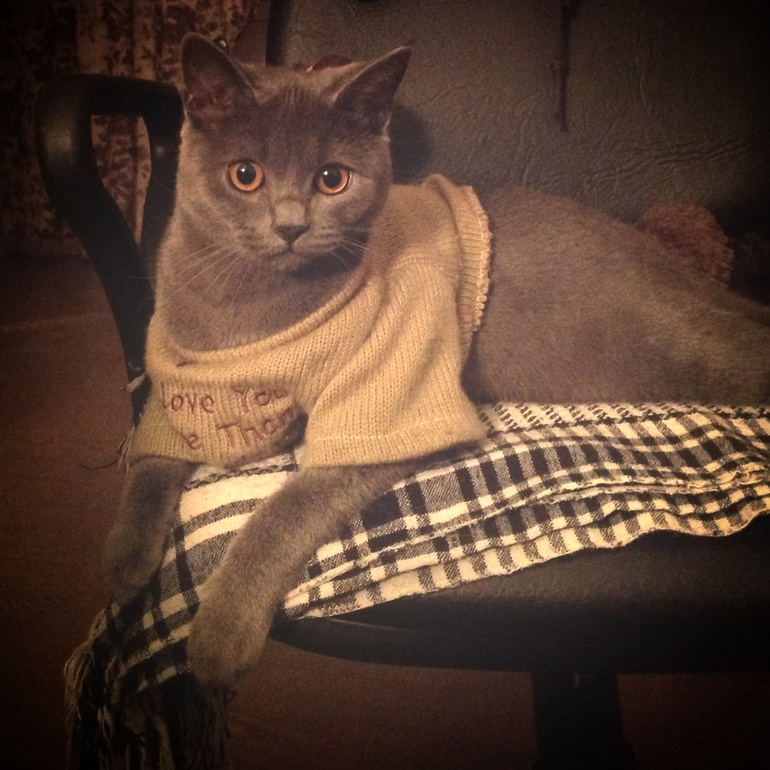 Раскажу о своей усатой малютке кисе-Джесс