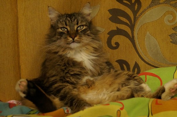 Кострома пропал кот!!!