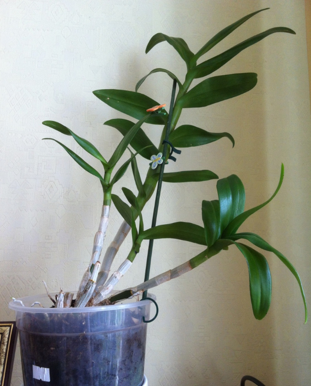 Каттлея покрылась чёрными пятнышками. Что делать?