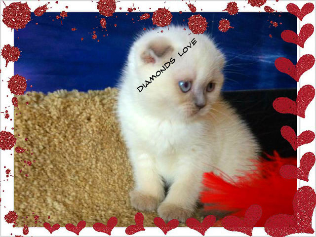 ПРОДАЖА!!! КЛУБНАЯ ДЕВОЧКА!МОСКВА 89653408373