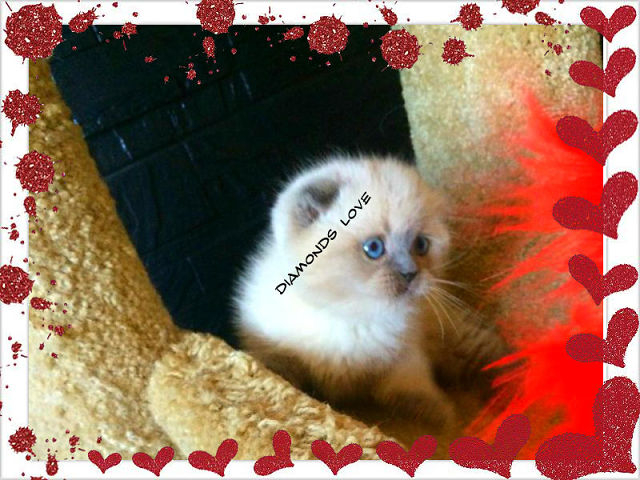 ПРОДАЖА!!! ВИСЛОУХИЕ ДЕВОЧКИ В ЭЛИТНОМ ОКРАСЕ ГОЛУБОГЛАЗКИ  МОСКВА  89653408373