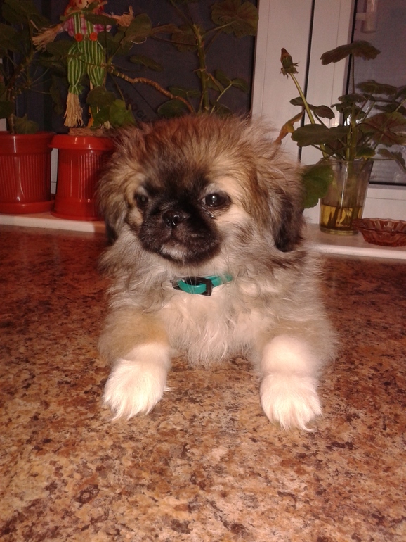 Пикинесы!!!Помогите советом!!!!