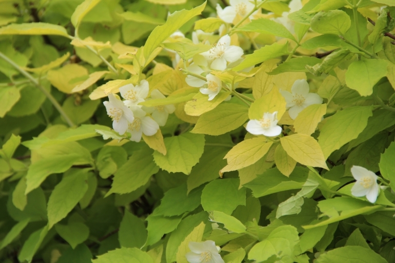 9 мая.. прогулка по красной...