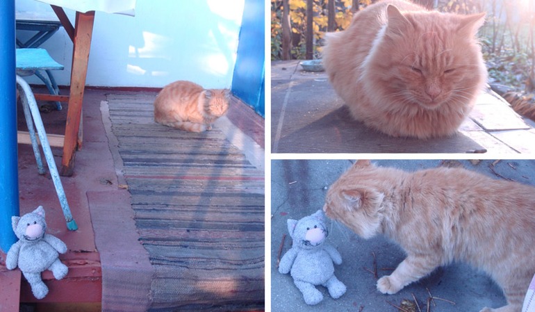 Cody cat блокбастер