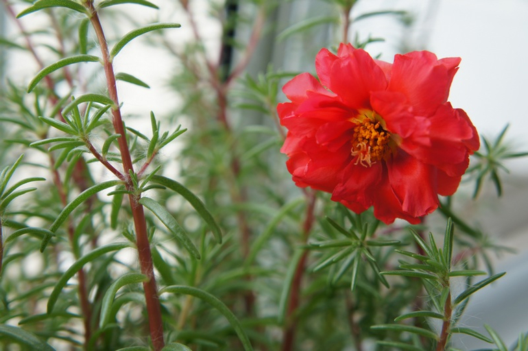 Буйство красок