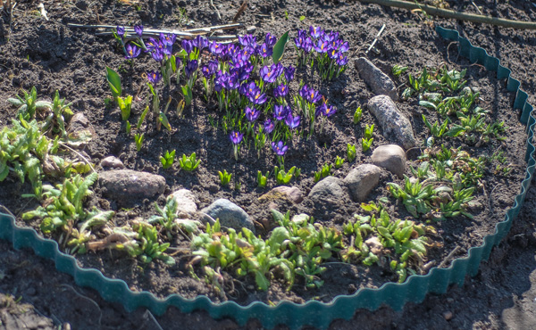 дела цветочные