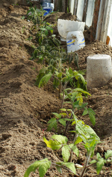 нежданная беда