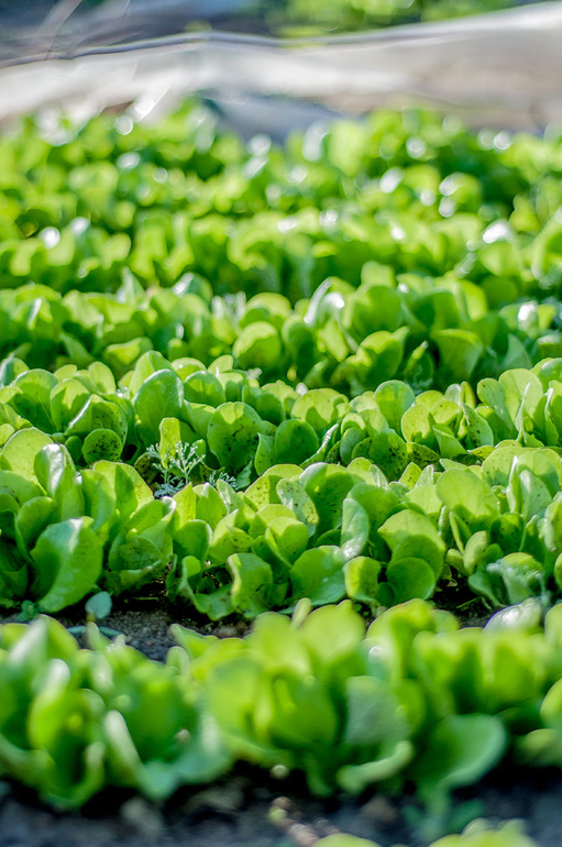 вот такая у нас весна-красна