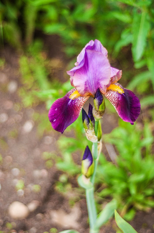 цветение в конце мая