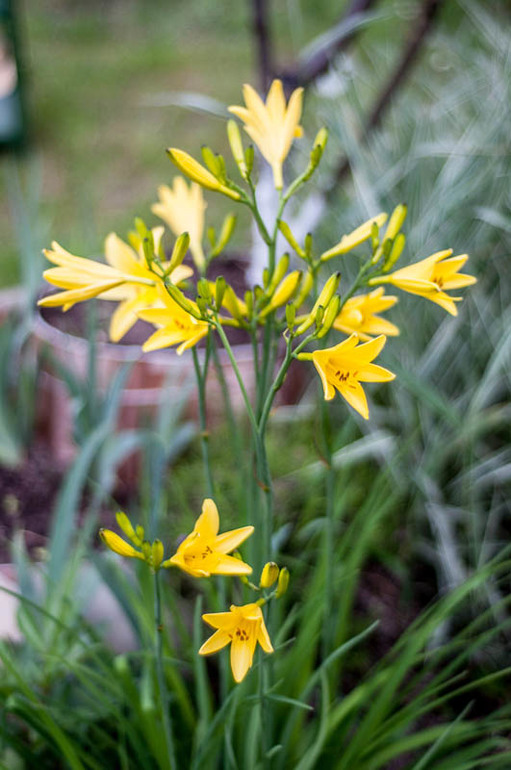 цветение в конце мая