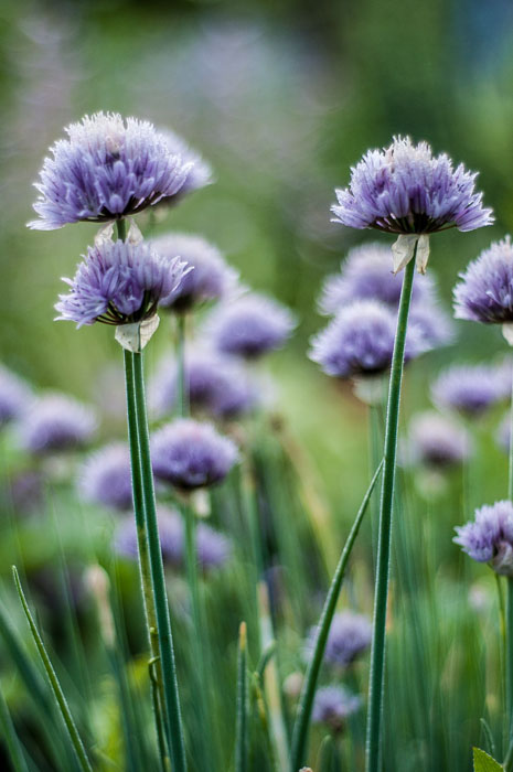 и я продолжу тему цветов!