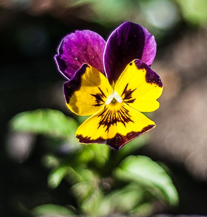 и я продолжу тему цветов!